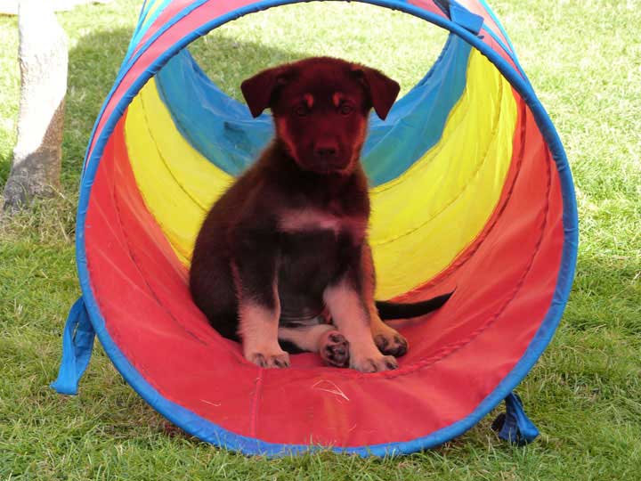 chinook puppy